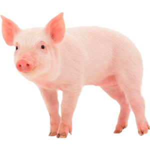 pig