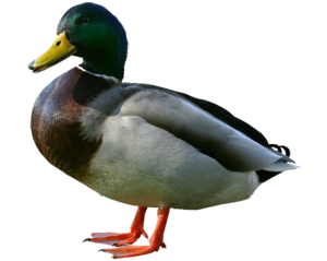 duck